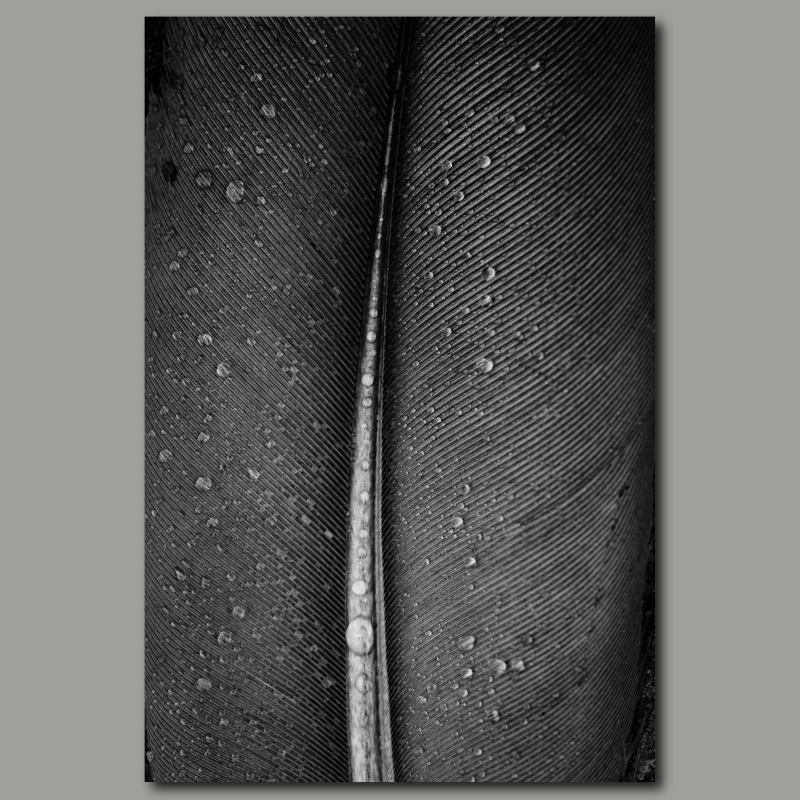 Poster: Feather – Bild 2